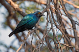 Image. Cape Starling
