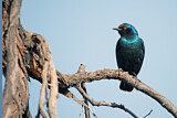 Image. Cape Starling
