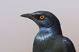 Image. Cape Starling