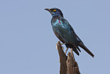 Image. Cape Starling