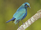 Image. Cape Starling
