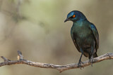 Image. Cape Starling