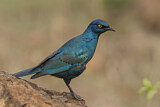 Image. Cape Starling