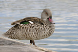 Image. Cape Teal