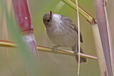 Image. Cape Verde Warbler