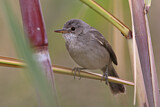 Image. Cape Verde Warbler