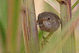 Image. Cape Verde Warbler