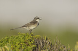 Image. Cape Wagtail