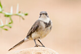 Image. Cape Wagtail
