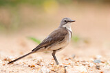 Image. Cape Wagtail