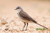 Image. Cape Wagtail