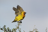Image. Cape Weaver