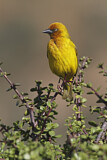 Image. Cape Weaver