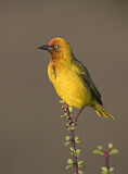 Image. Cape Weaver