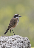 Image. Capped Wheatear