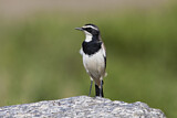 Image. Capped Wheatear