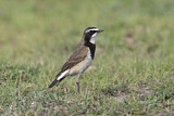 Image. Capped Wheatear