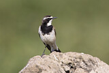 Image. Capped Wheatear