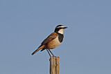 Image. Capped Wheatear