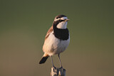 Image. Capped Wheatear
