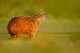 Image. Capybara