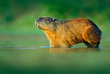 Image. Capybara