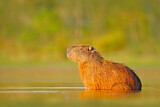 Image. Capybara