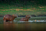 Image. Capybara