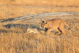 Image. Caracal