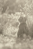 Image. Caracal