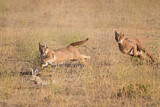 Image. Caracal
