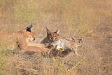 Image. Caracal