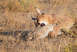Image. Caracal