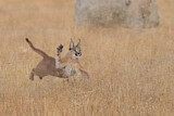 Image. Caracal