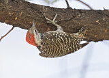 Image. Cardinal Woodpecker