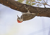 Image. Cardinal Woodpecker