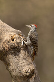 Image. Cardinal Woodpecker