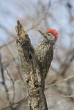 Image. Cardinal Woodpecker