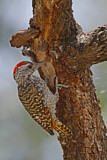 Image. Cardinal Woodpecker