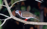 Image. Caribbean Dove