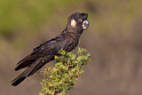 Image. Carnaby’s Black Cockatoo