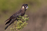 Image. Carnaby’s Black Cockatoo