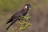 Image. Carnaby’s Black Cockatoo