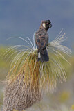 Image. Carnaby’s Black Cockatoo