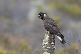 Image. Carnaby’s Black Cockatoo