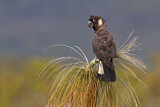 Image. Carnaby’s Black Cockatoo