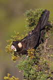 Image. Carnaby’s Black Cockatoo
