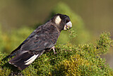 Image. Carnaby’s Black Cockatoo