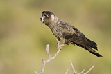 Image. Carnaby’s Black Cockatoo