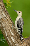 Image. Carolinaspecht